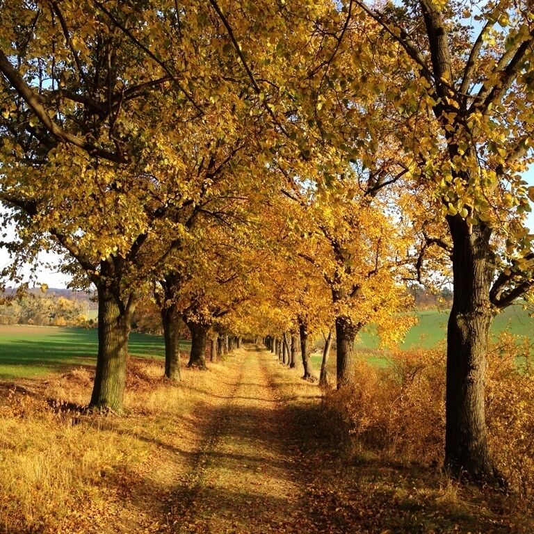 Beautiful way full with linden trees westwards of Beichlingen (close to the  white Rock). A must see during the fall.
