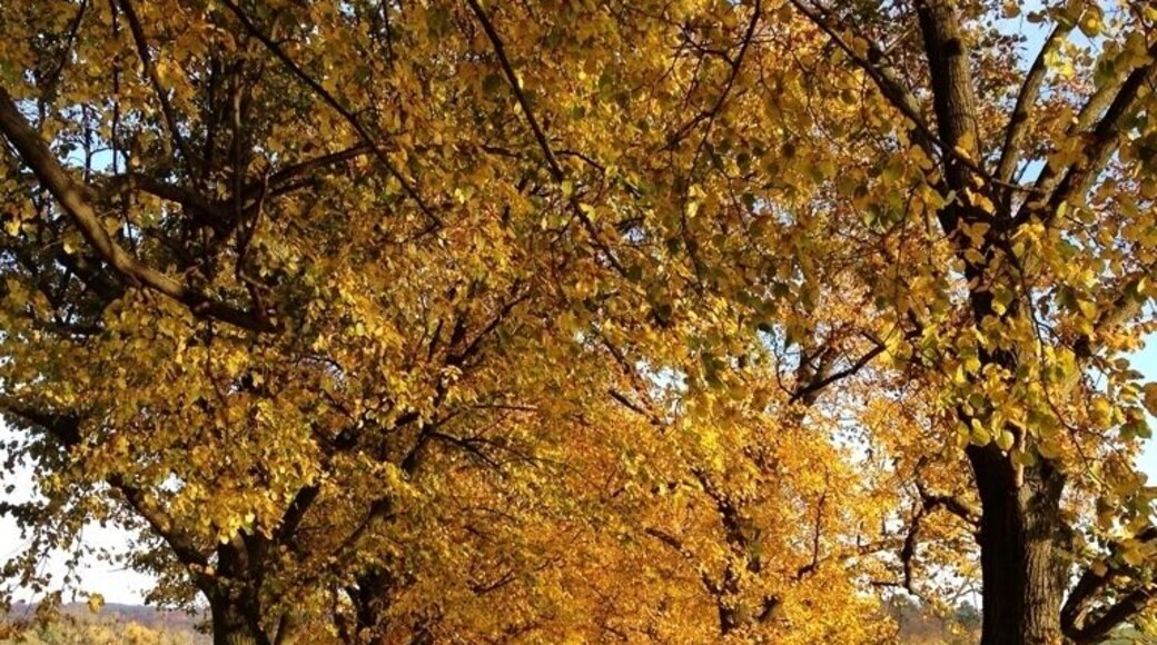 Beautiful way full with linden trees westwards of Beichlingen (close to the white Rock). A must see during the fall.