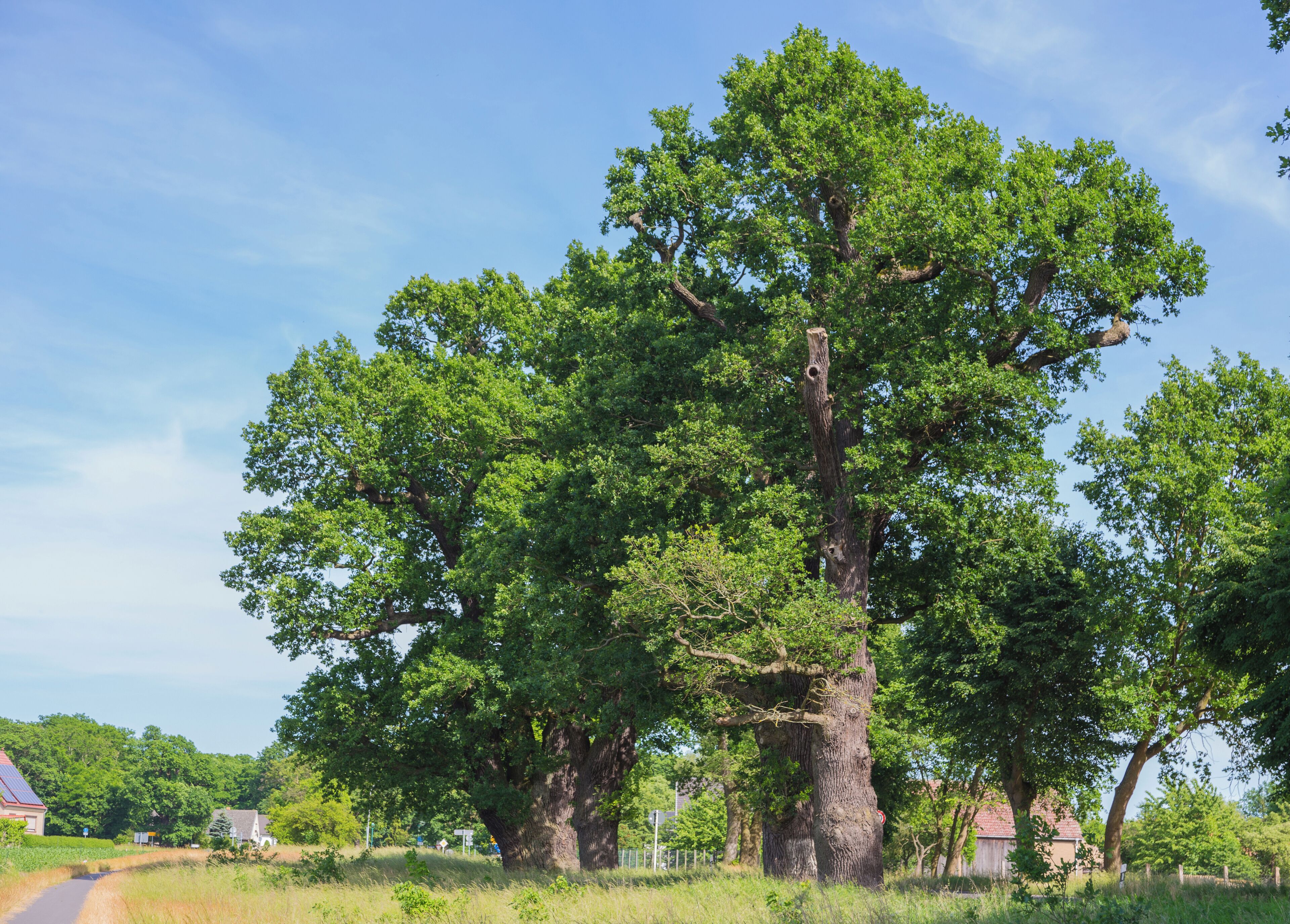 The famous Krügersdorf Oaks (Krügersdorfer Eichen) in Krügersdorf, district of Beeskow, Landkreis Oder-Spree, Brandenburg, Germany. These Pedunculate Oaks (Quercus robur) rank among the oldest and strongest in Brandenburg. They are a listed natural monument.