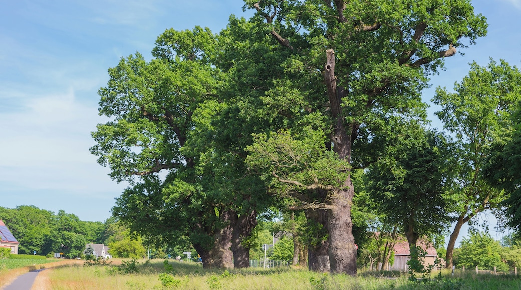The famous Krügersdorf Oaks (Krügersdorfer Eichen) in Krügersdorf, district of Beeskow, Landkreis Oder-Spree, Brandenburg, Germany. These Pedunculate Oaks (Quercus robur) rank among the oldest and strongest in Brandenburg. They are a listed natural monument.