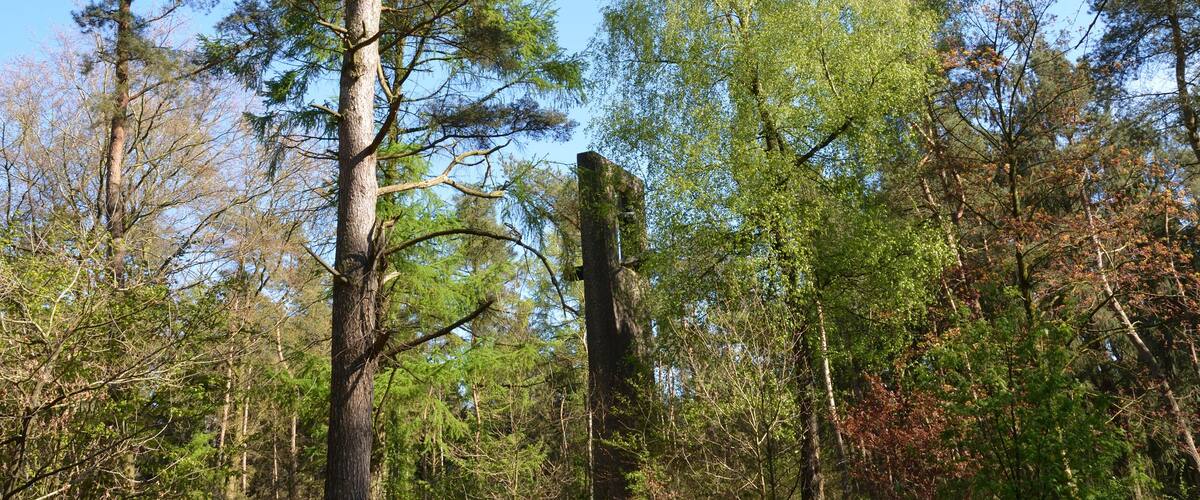 A forest path surrounded by tall trees and greenery.