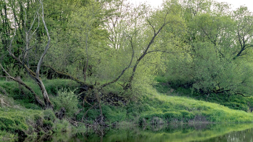 A calm river with lush greenery and trees reflecting in the water.