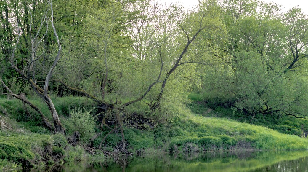 Blick über die Saale von Barby in Richtung Klein Rosenburg (Ortsteil von Barby) im FFH-Gebiet DE-4037-303 „Saaleaue bei Groß Rosenburg“; der Bereich liegt außerdem im Landschaftsschutzgebiet „Mittlere Elbe“, im EU-Vogelschutzgebiet DE-4139-401 „Mittlere Elbe einschließlich Steckby-Lödderitzer Forst“ und im Biosphärenreservat „Flusslandschaft Elbe“.