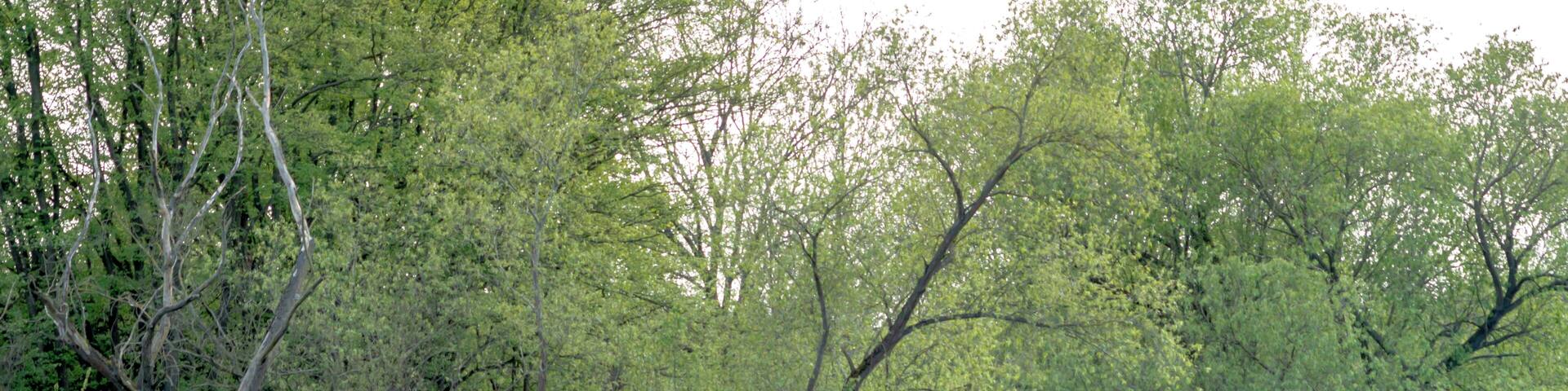 Blick über die Saale von Barby in Richtung Klein Rosenburg (Ortsteil von Barby) im FFH-Gebiet DE-4037-303 „Saaleaue bei Groß Rosenburg“; der Bereich liegt außerdem im Landschaftsschutzgebiet „Mittlere Elbe“, im EU-Vogelschutzgebiet DE-4139-401 „Mittlere Elbe einschließlich Steckby-Lödderitzer Forst“ und im Biosphärenreservat „Flusslandschaft Elbe“.