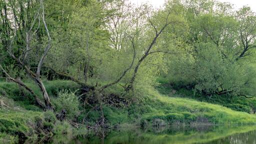 Blick über die Saale von Barby in Richtung Klein Rosenburg (Ortsteil von Barby) im FFH-Gebiet DE-4037-303 „Saaleaue bei Groß Rosenburg“; der Bereich liegt außerdem im Landschaftsschutzgebiet „Mittlere Elbe“, im EU-Vogelschutzgebiet DE-4139-401 „Mittlere Elbe einschließlich Steckby-Lödderitzer Forst“ und im Biosphärenreservat „Flusslandschaft Elbe“.