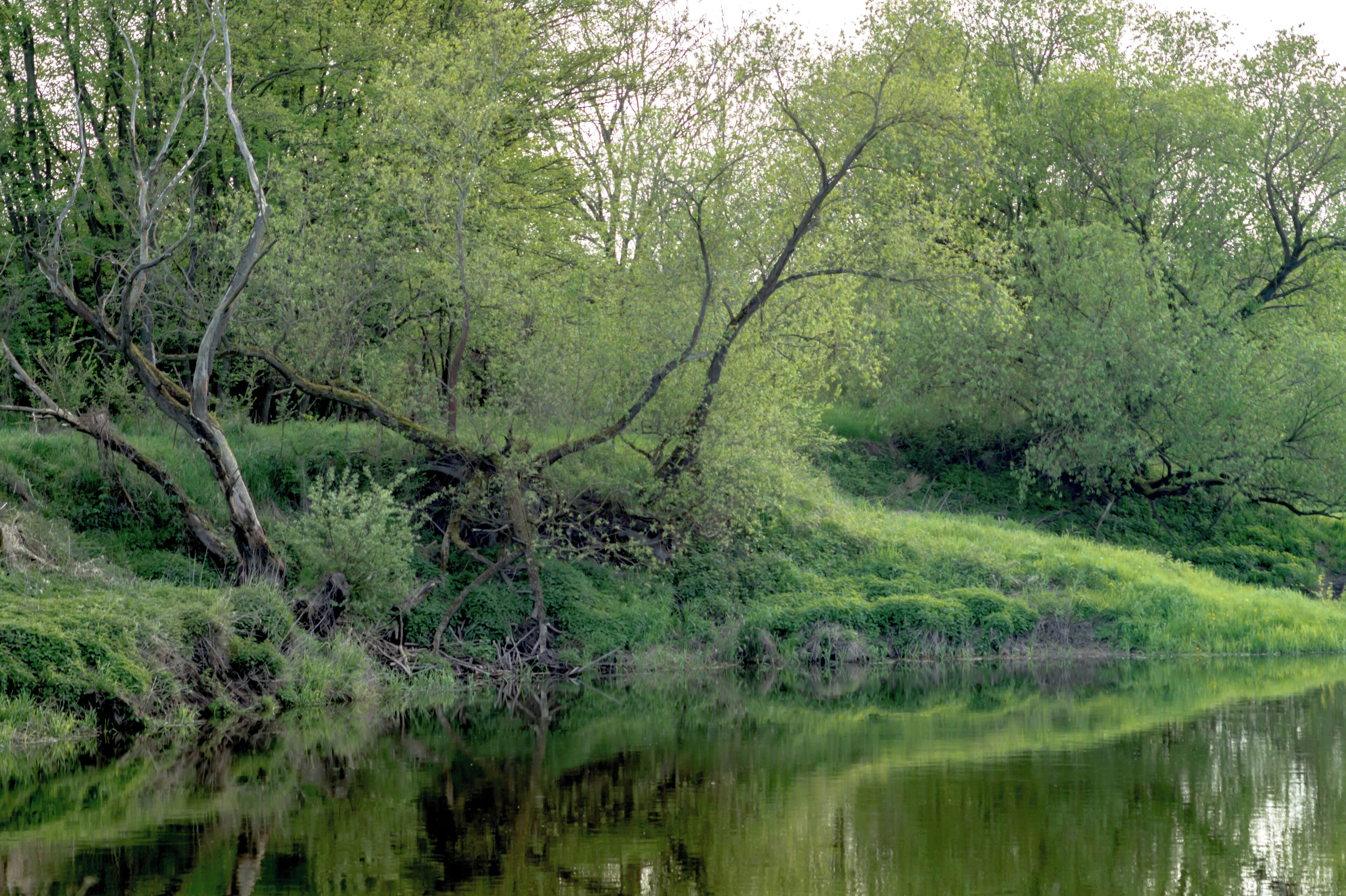 A calm river with lush greenery and trees reflecting in the water.