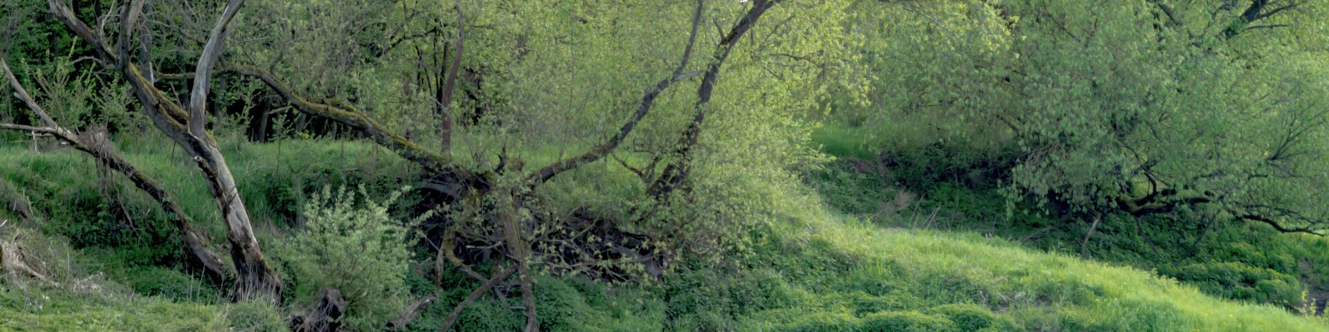 A calm river with lush greenery and trees reflecting in the water.