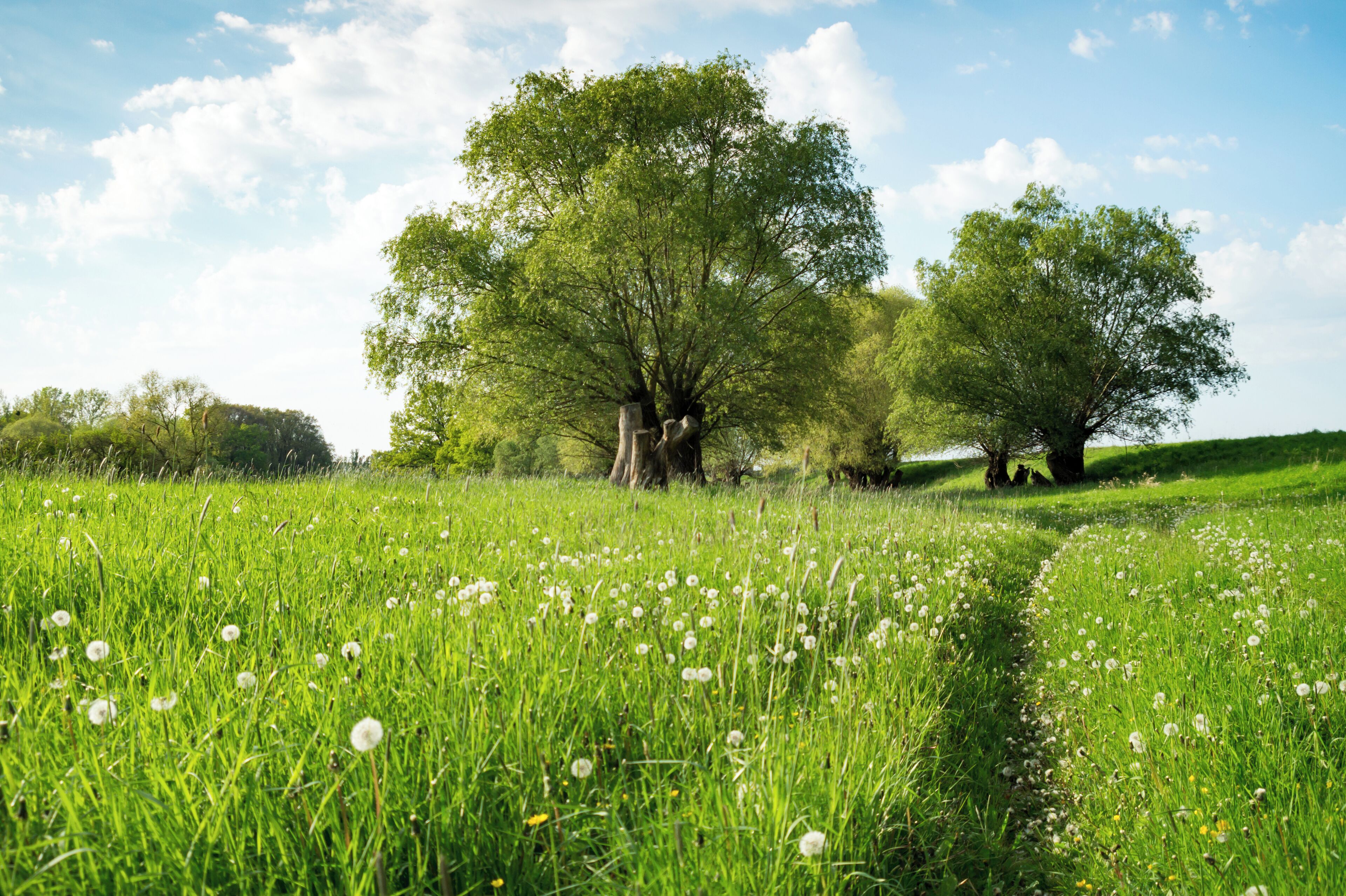 Saaleaue bei Barby im FFH-Gebiet DE-4037-303 „Saaleaue bei Groß Rosenburg“; der Bereich liegt außerdem im Landschaftsschutzgebiet „Mittlere Elbe“, im EU-Vogelschutzgebiet DE-4139-401 „Mittlere Elbe einschließlich Steckby-Lödderitzer Forst“ und im Biosphärenreservat „Flusslandschaft Elbe“.