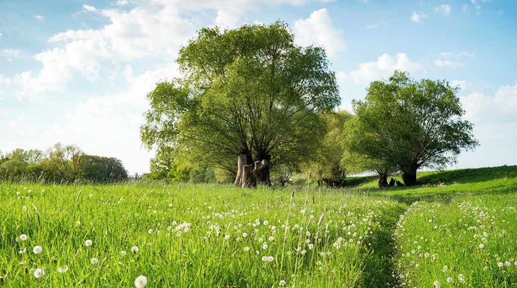 Saaleaue bei Barby im FFH-Gebiet DE-4037-303 „Saaleaue bei Groß Rosenburg“; der Bereich liegt außerdem im Landschaftsschutzgebiet „Mittlere Elbe“, im EU-Vogelschutzgebiet DE-4139-401 „Mittlere Elbe einschließlich Steckby-Lödderitzer Forst“ und im Biosphärenreservat „Flusslandschaft Elbe“.