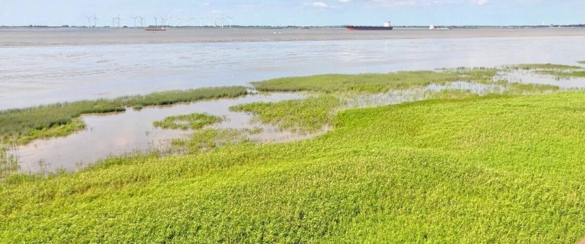A coastal landscape with green vegetation and a calm body of water.