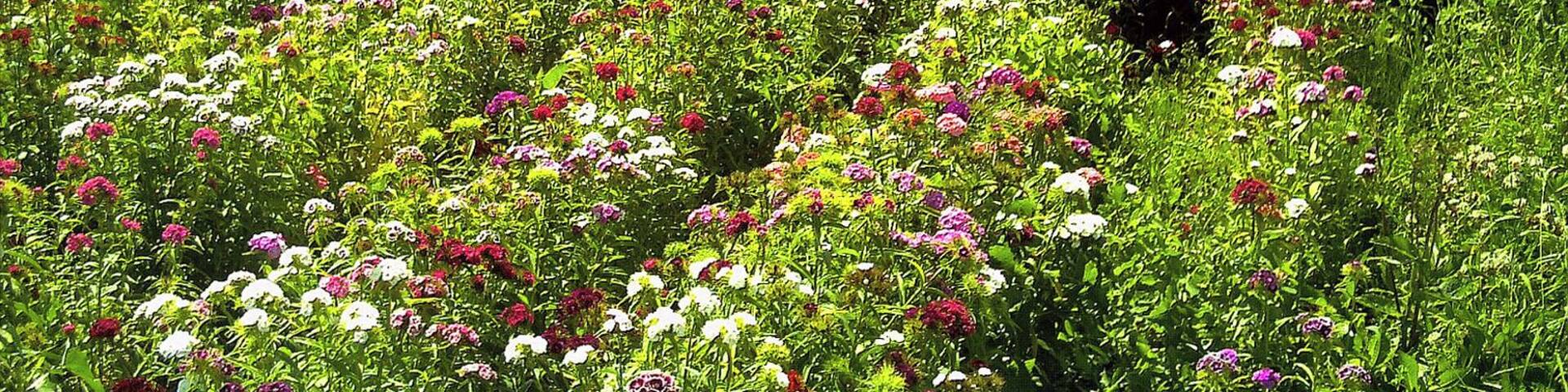 June Flower Fields Bahlingen