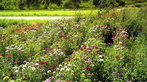 June Flower Fields Bahlingen