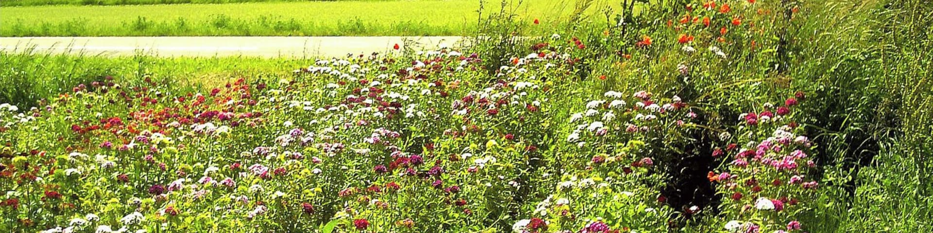 June Flower Fields Bahlingen