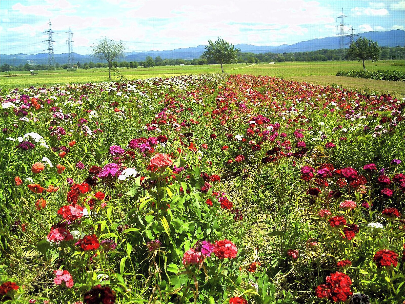 June Flower Farming Bahlingen