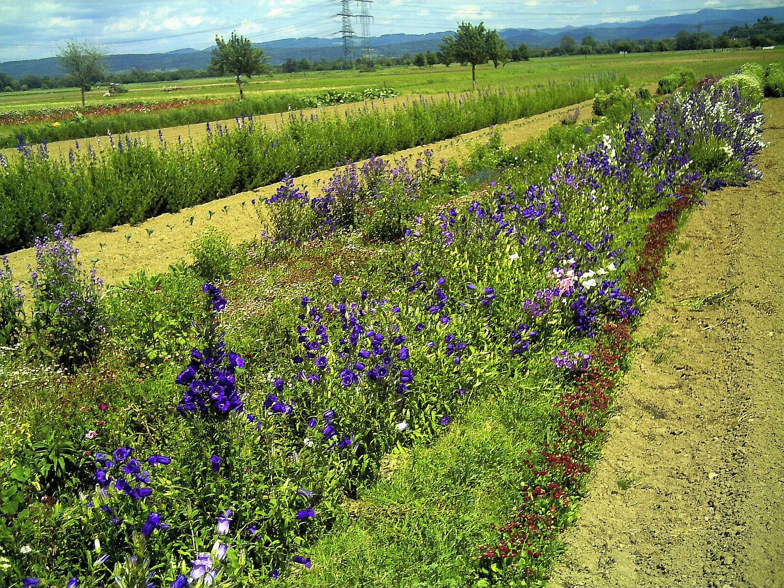 June Flower & Cherry Farming Fields Bahlingen - Master Seasons Rhine Valley Photography 2013