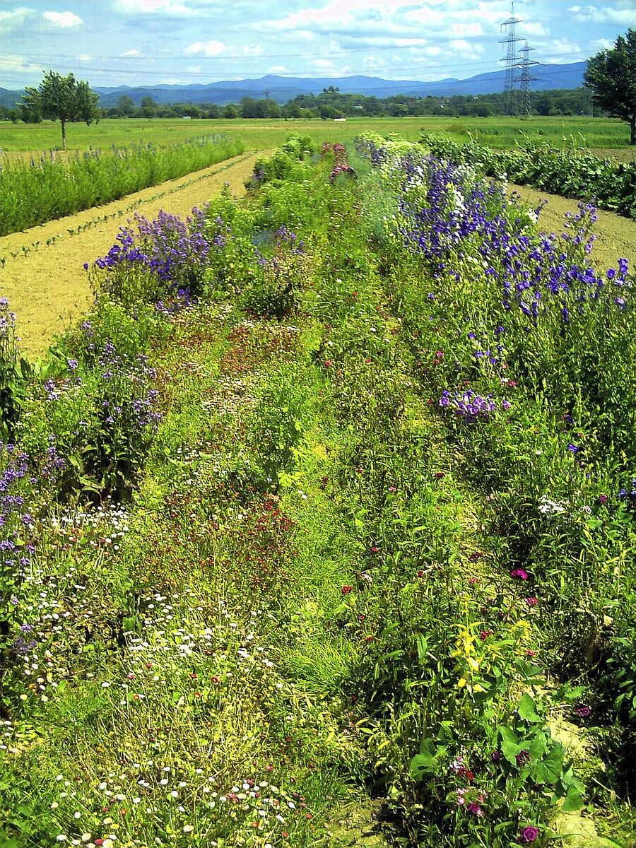 June Flower Fields Bahlingen