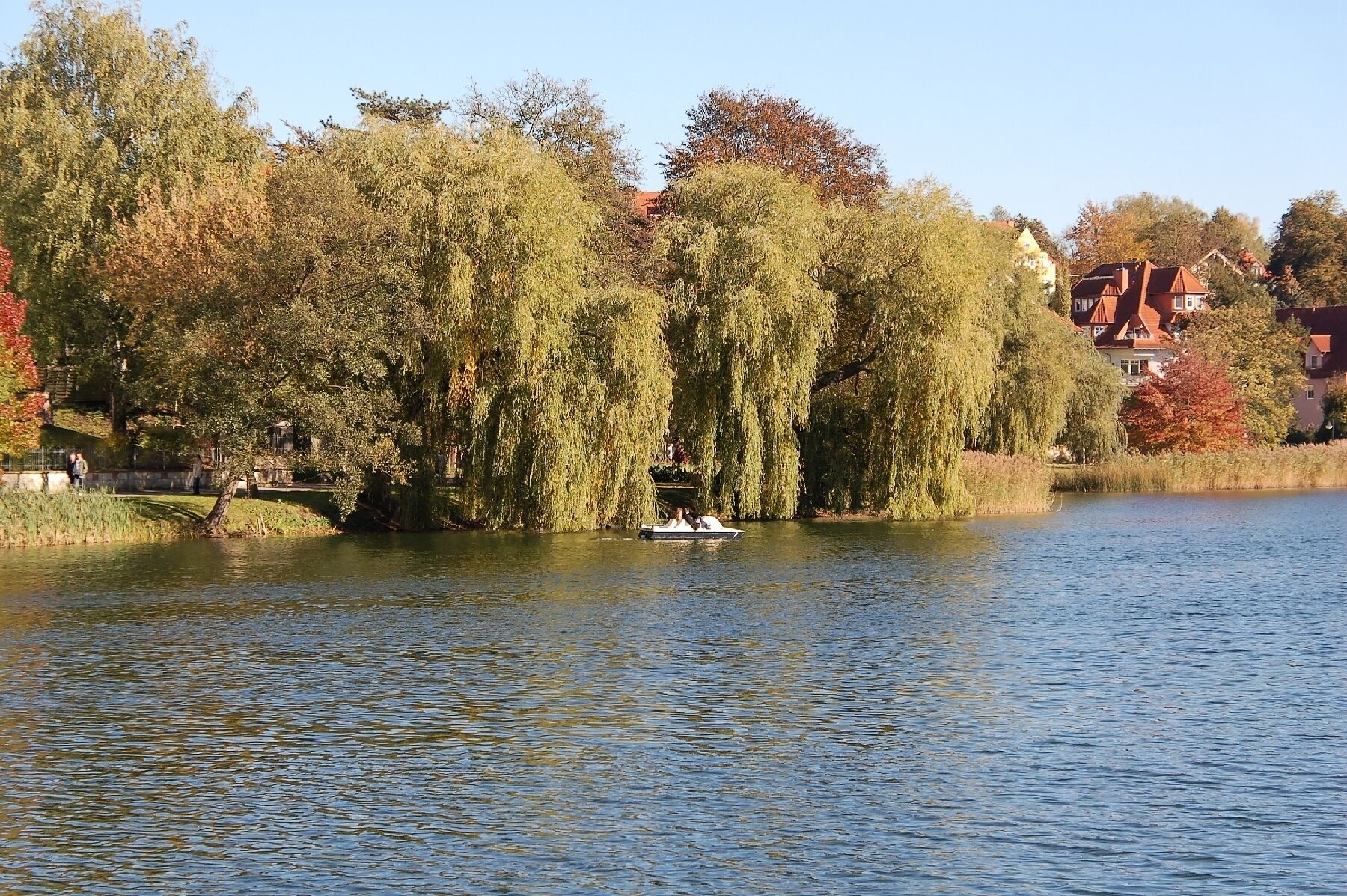 A calm lake with weeping willow trees and houses in the background.
