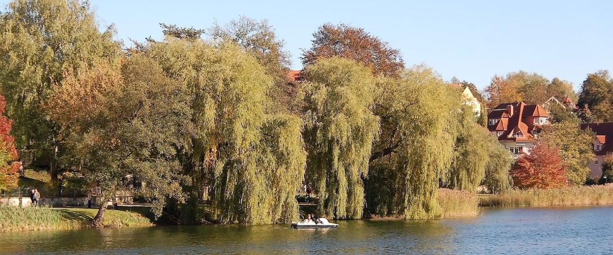 A calm lake with weeping willow trees and houses in the background.