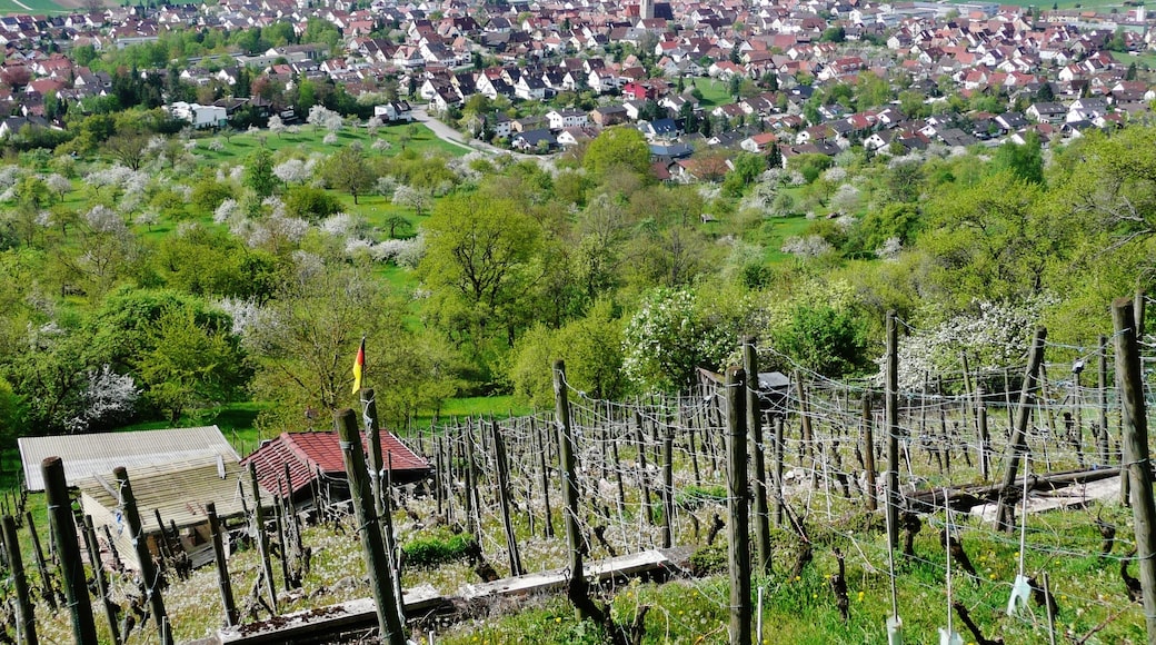Blick vom Weinbau Wolfgang Kost nach Entringen
