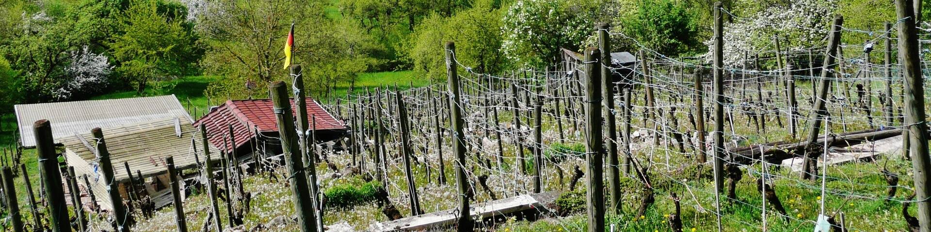 Blick vom Weinbau Wolfgang Kost nach Entringen