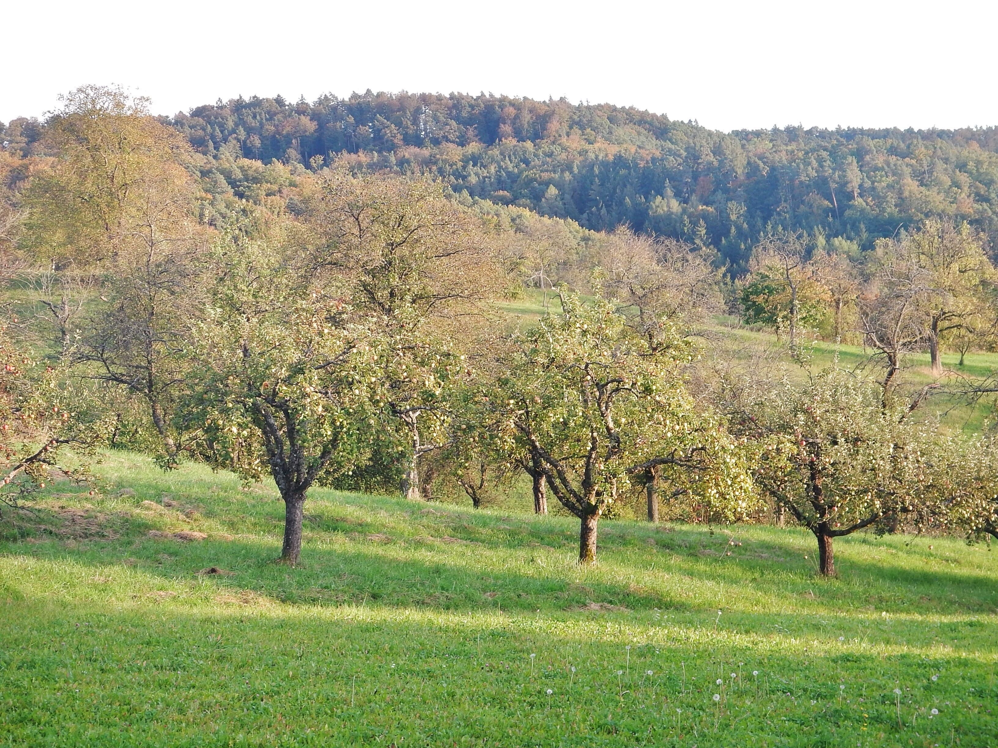 Streuobstwiese am Schönbuch-Westhang bei Ammerbuch