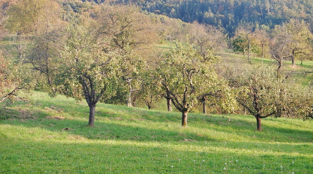 Streuobstwiese am Schönbuch-Westhang bei Ammerbuch