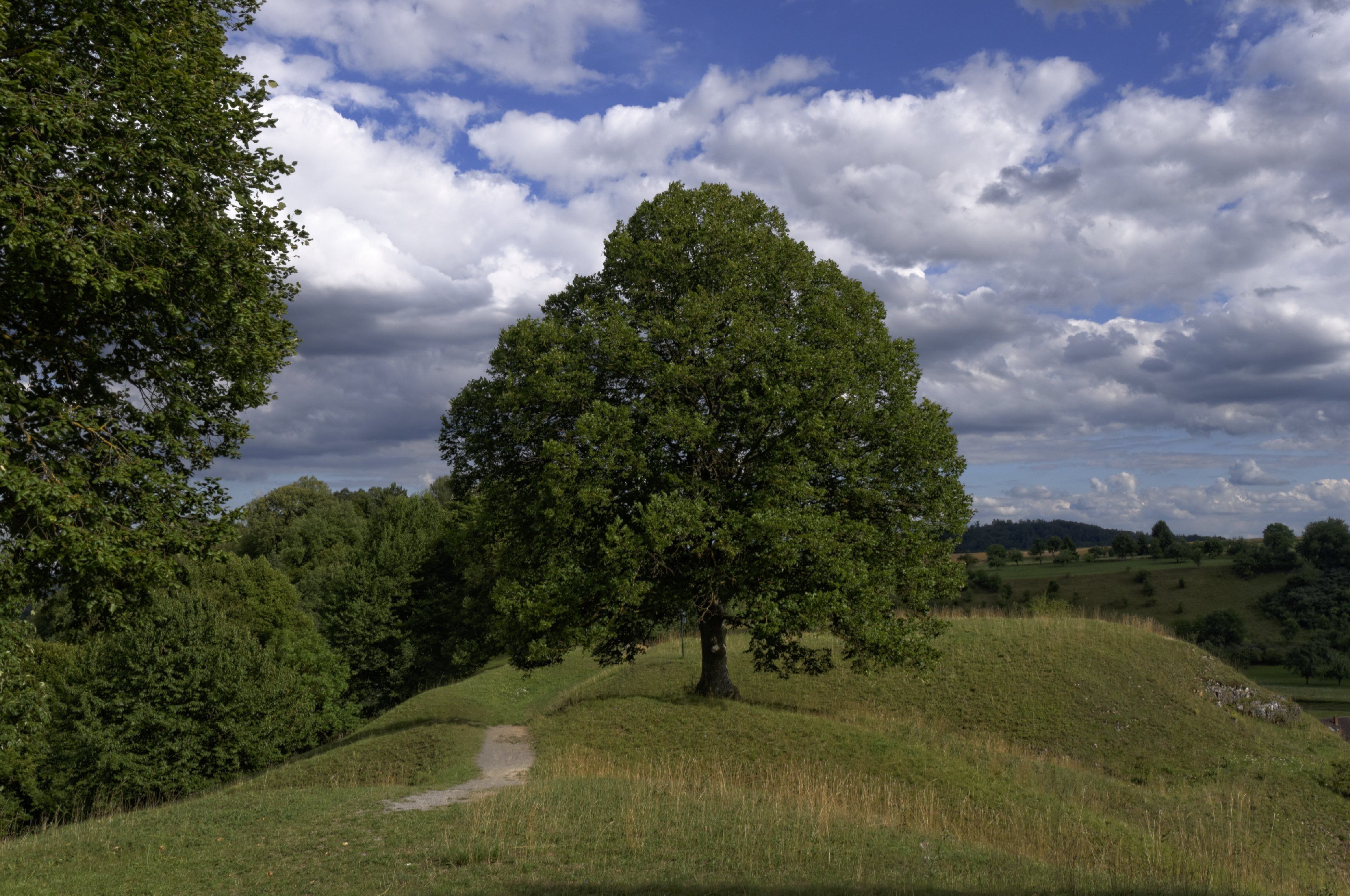 A solitary tree on a grassy hill with a path leading up to it, surrounded by dense greenery and a partly cloudy sky.
