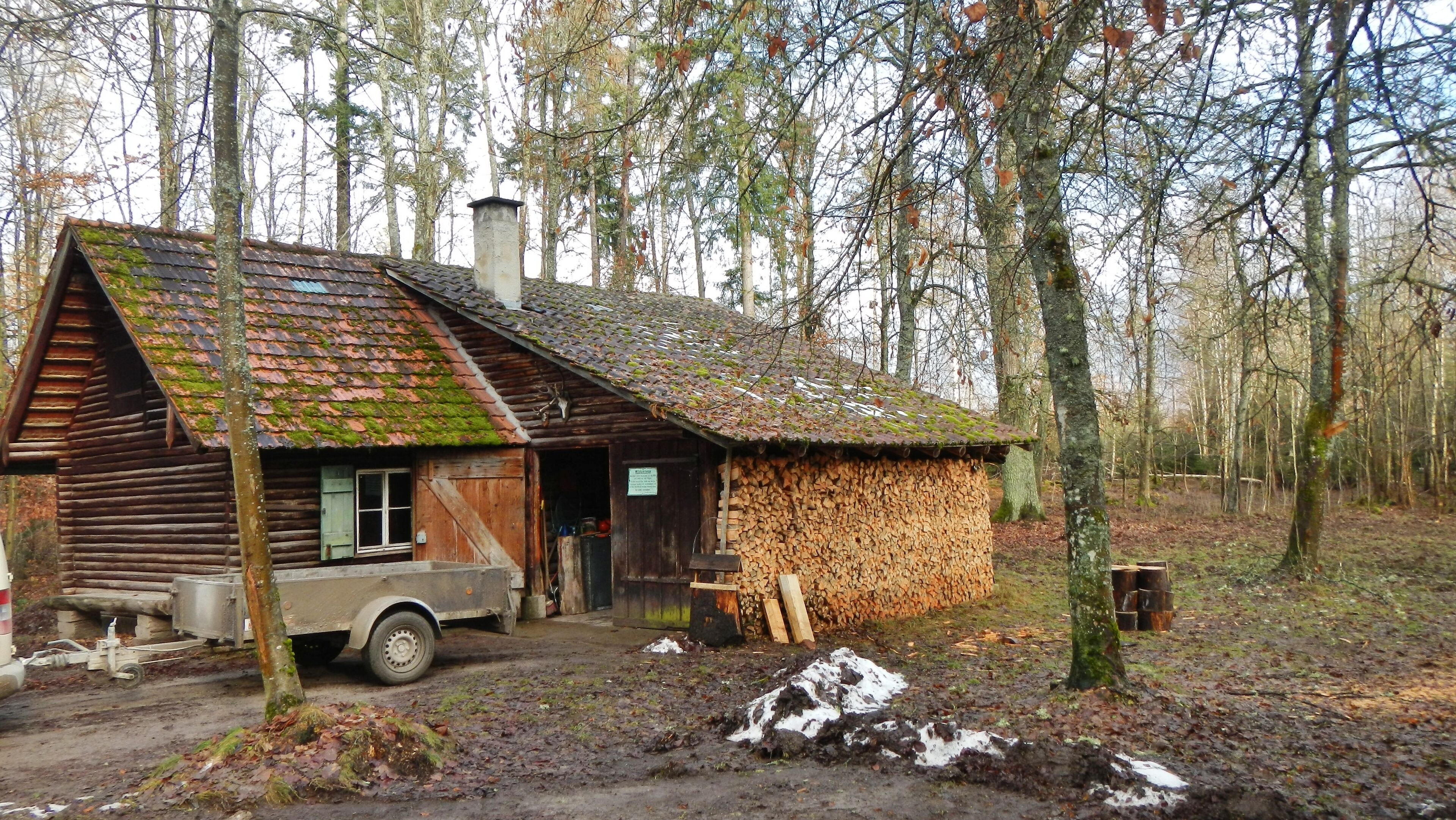 A rustic cabin with a moss-covered roof, surrounded by a forest.