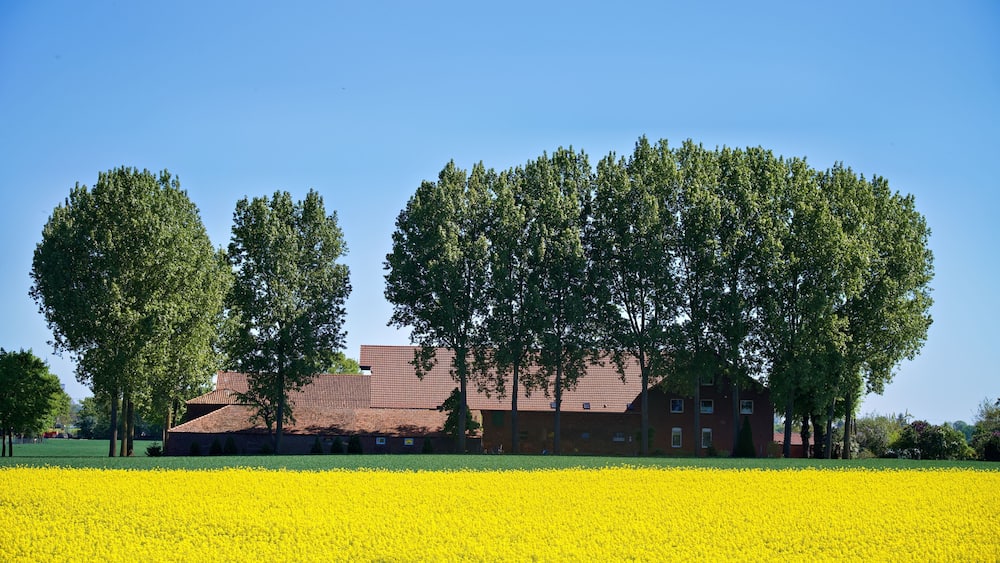 spring landscape with blooming rapeseed