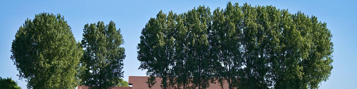 spring landscape with blooming rapeseed