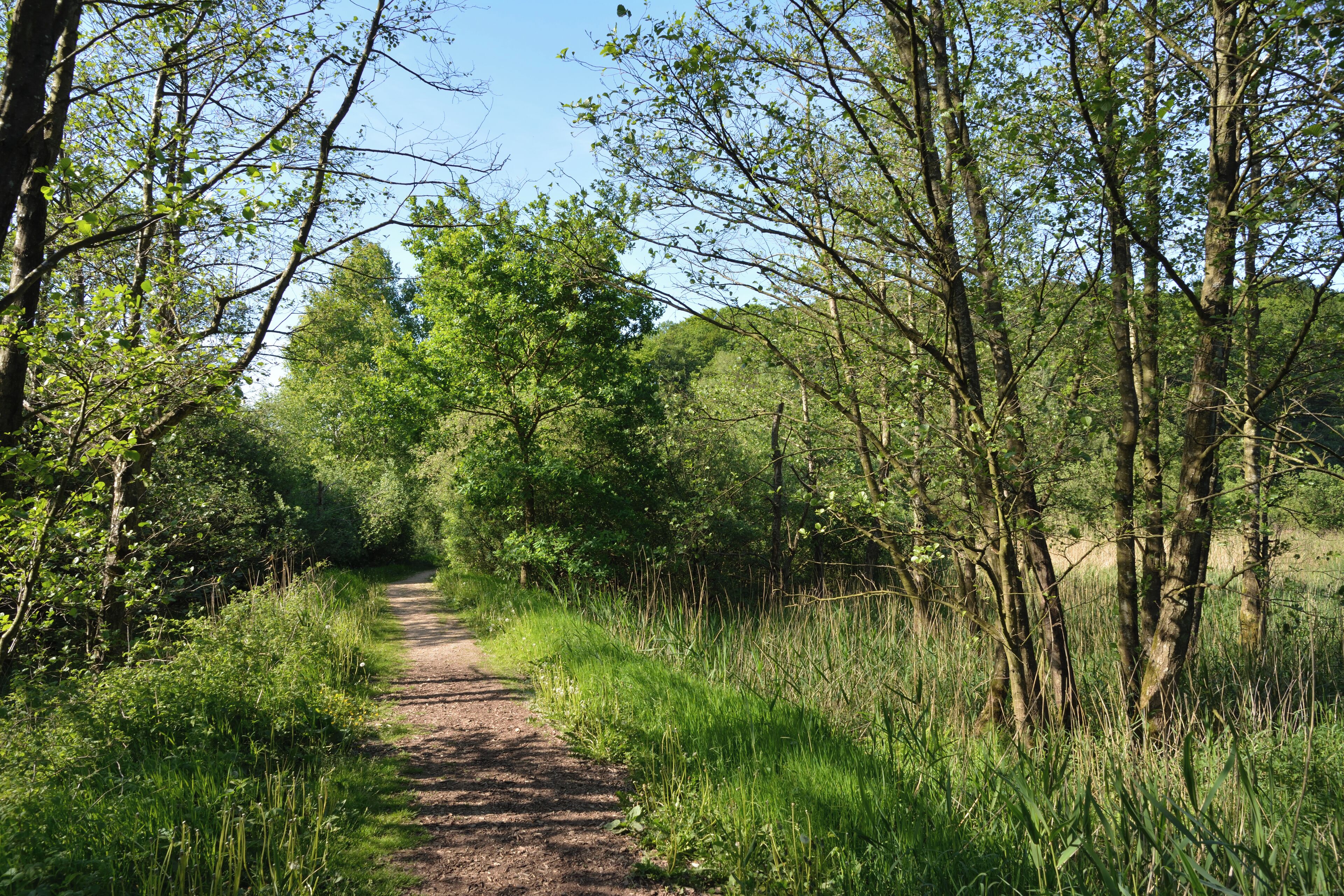A dirt path surrounded by dense green foliage and trees.