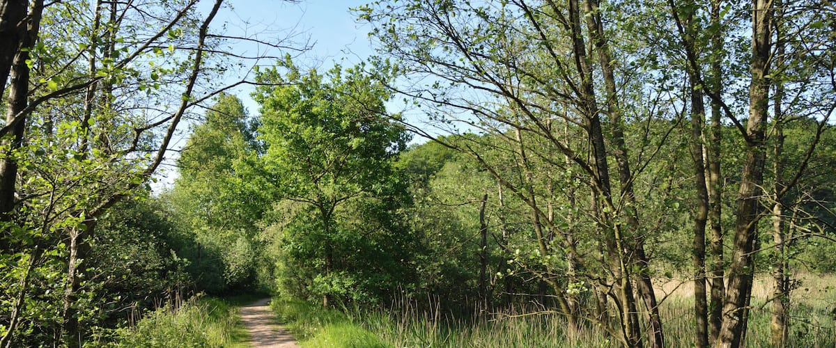 A dirt path surrounded by dense green foliage and trees.