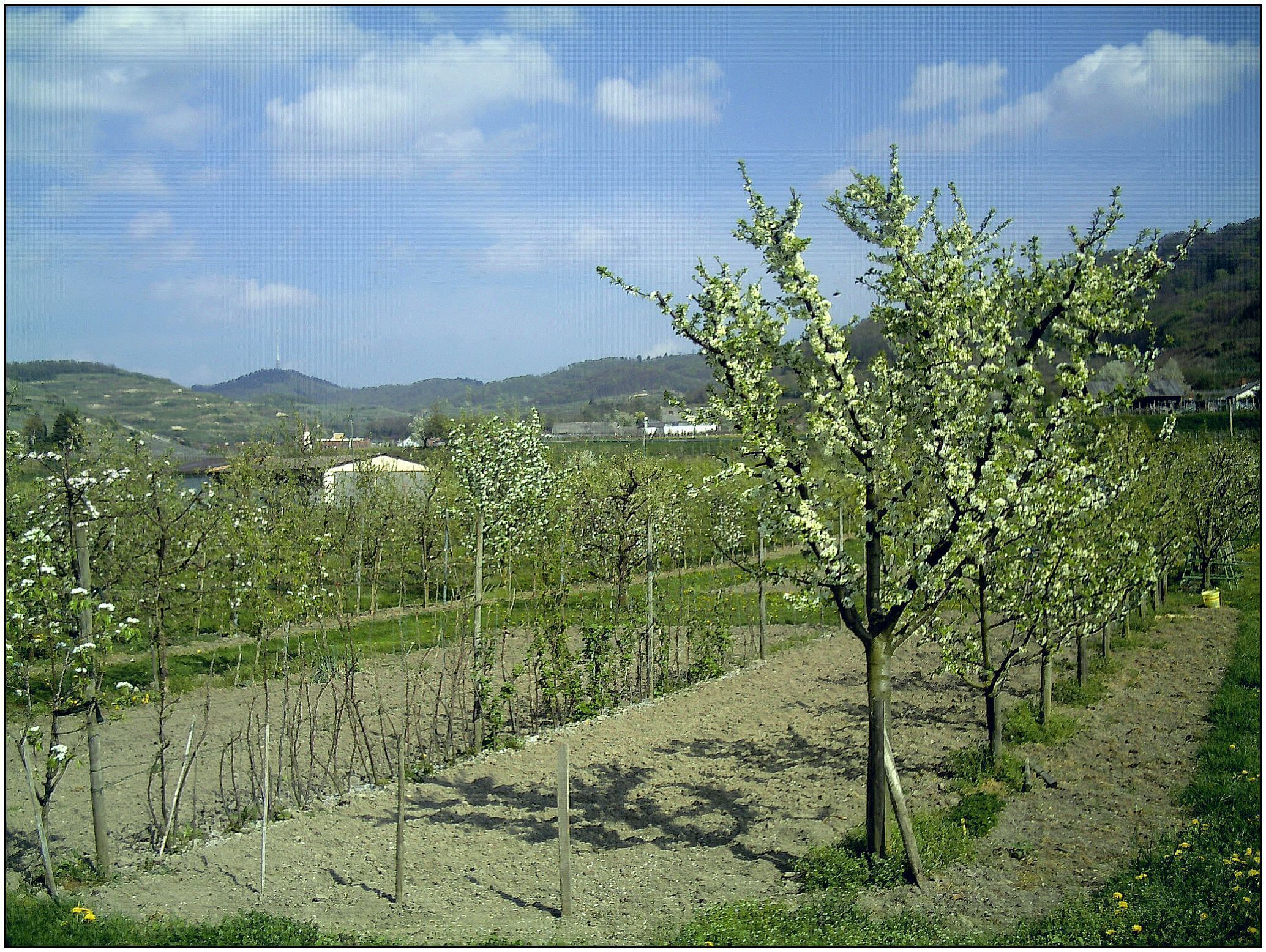 A vineyard with rows of young trees, a hill in the background, and a clear sky.