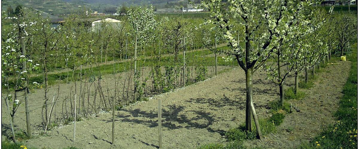 A vineyard with rows of young trees, a hill in the background, and a clear sky.