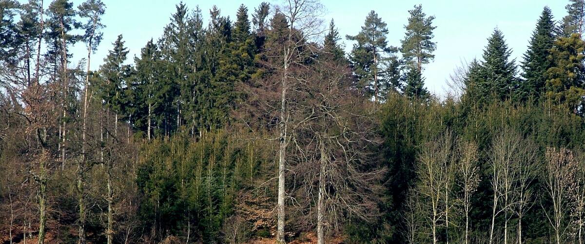 A golf course with a rock in the foreground and a forest in the background.