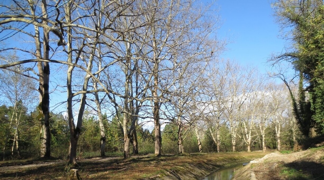 #treetrove View of a canal and a trail in an old resort town in the western portion of the country of Georgia.
This area was a Soviet-era resort for communist officials.
After the collapse of the USSR, the town mostly became a refugee center for refugees from the nearby, war torn area of Abkhazia.
In the last few years there have been some efforts to restore some of the old resort infrastructure.