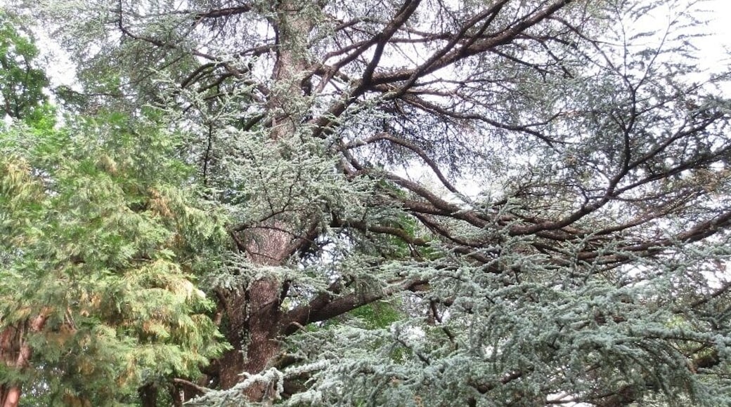 #treetrove View from the garden at Tsinandali. Tsinandali is a village that also is the location of the home of a poet and Imperial Russian military figure named Alexander Chavchavadze.
His home, and the gardens around it, have been preserved as a museum and winery.