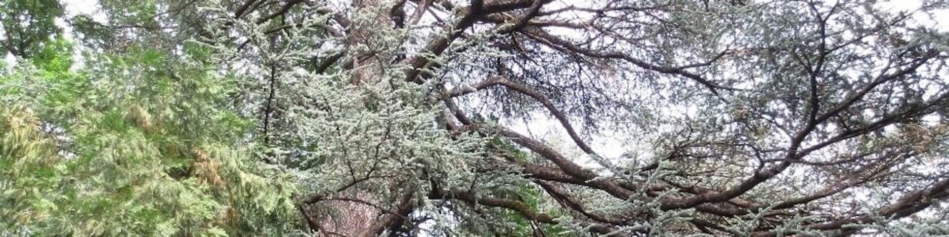 #treetrove View from the garden at Tsinandali. Tsinandali is a village that also is the location of the home of a poet and Imperial Russian military figure named Alexander Chavchavadze.
His home, and the gardens around it, have been preserved as a museum and winery.