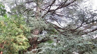 A large tree with a thick trunk and dense foliage, surrounded by a grassy area.
