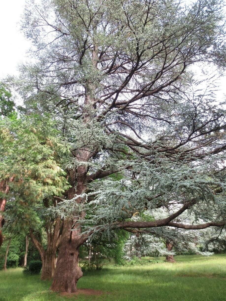 A large tree with a thick trunk and dense foliage, surrounded by a grassy area.