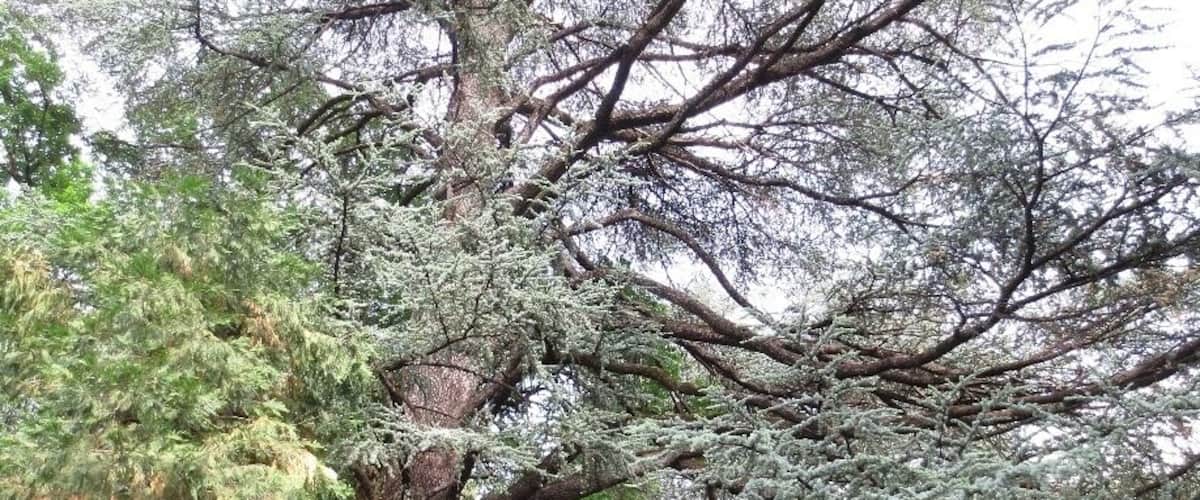 A large tree with a thick trunk and dense foliage, surrounded by a grassy area.