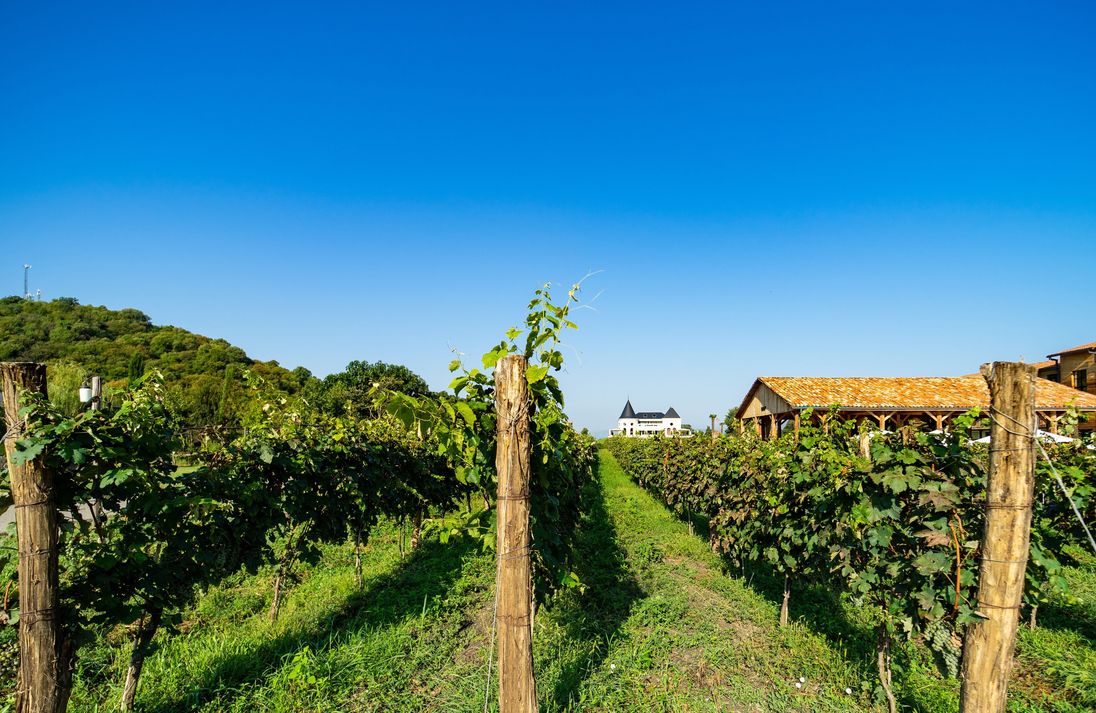 The vineyard in Lopota
