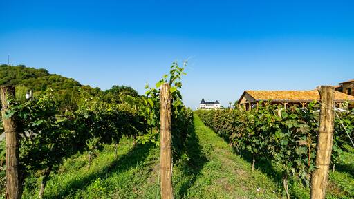 The vineyard in Lopota