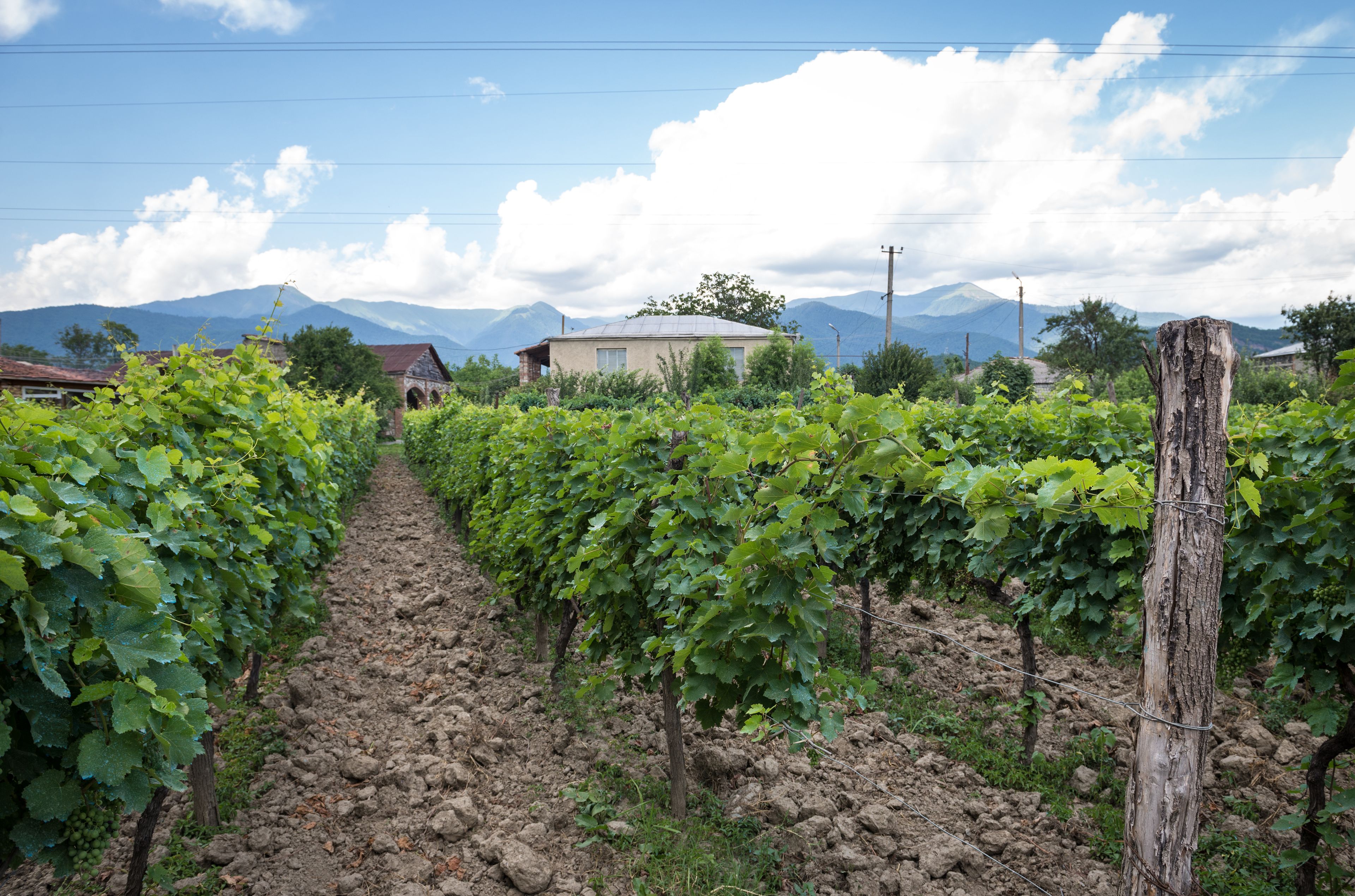 A vineyard with rows of grapevines, a house in the background, and mountains in the distance.