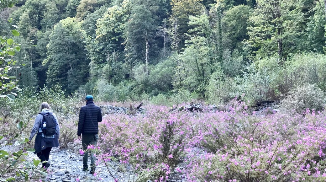 A protected forest reserve forgotten by time. Solitary hiking trails. Wildflowers. Secret waterfalls. So much to love!
Do the very adventurous hike to the big waterfall, or the easier one to the small waterfall. Keep 3 days for the lake!
#georgia #offbeat #nature #hiking #theshootingstar