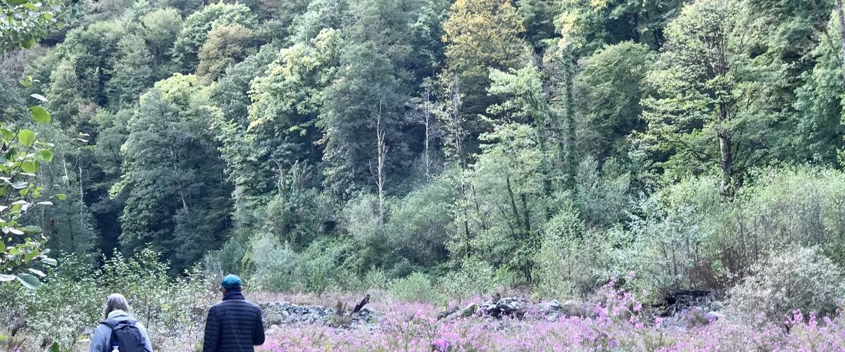 Two hikers walking on a rocky path surrounded by dense forest and purple flowering shrubs.