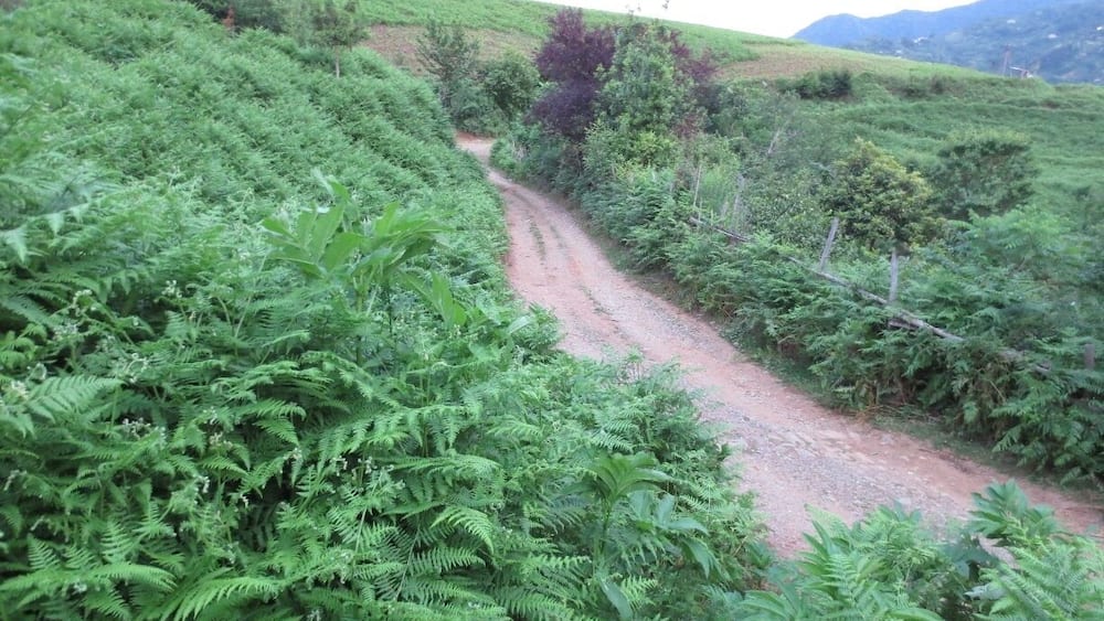 A road in the hills above a town called Chakvi - located close to the Black Sea on the coast of the country of Georgia.
It has an interesting landscape - bamboo and tea plants.