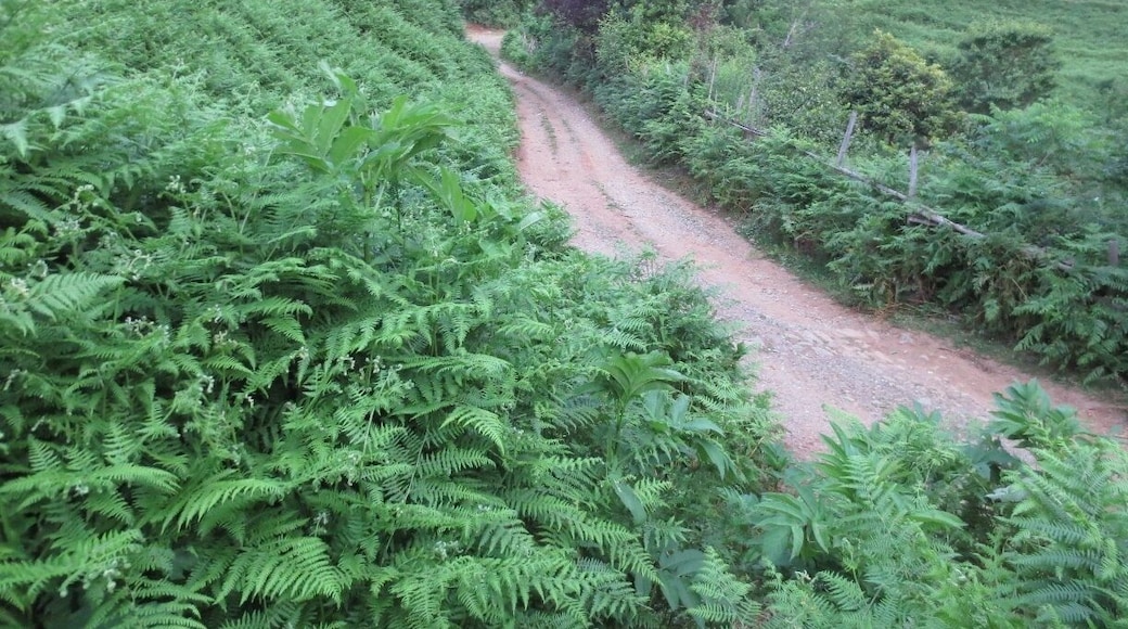 A road in the hills above a town called Chakvi - located close to the Black Sea on the coast of the country of Georgia.
It has an interesting landscape - bamboo and tea plants.
