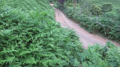 A dirt path winding through dense green ferns and bushes, leading towards a hill with sparse trees.