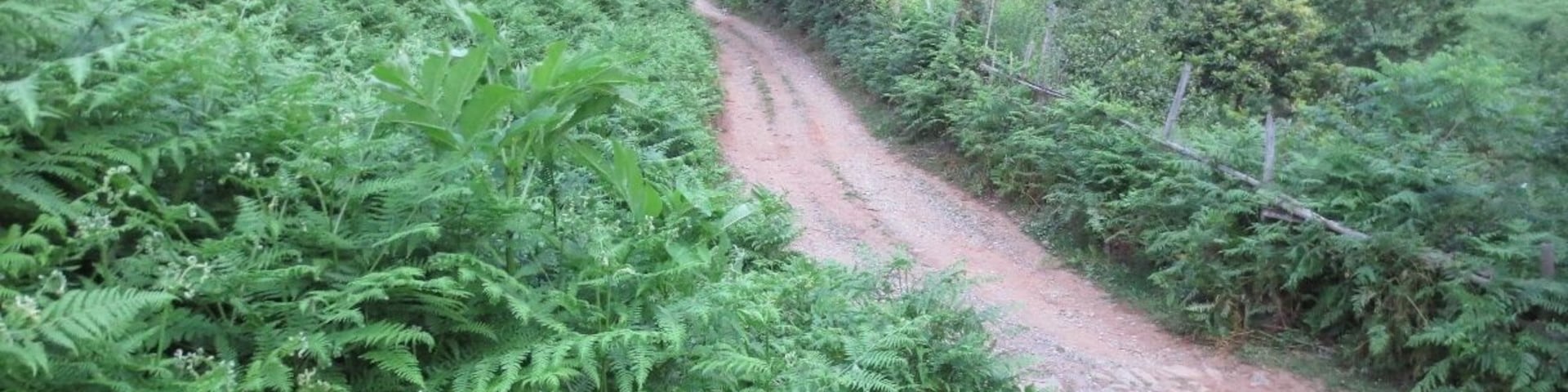 A road in the hills above a town called Chakvi - located close to the Black Sea on the coast of the country of Georgia.
It has an interesting landscape - bamboo and tea plants.